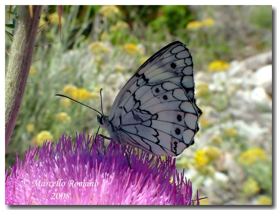 Insetti dalla Croazia: 4. Melanargia larissa (Satyrinae)